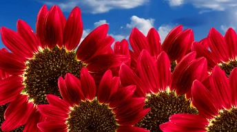 pure red sunflowers widescreen wallpapers