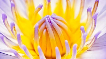 purple water lily widescreen wallpapers