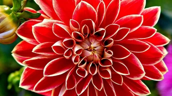 red dahlia widescreen wallpapers