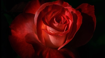 red rose 2 widescreen wallpapers