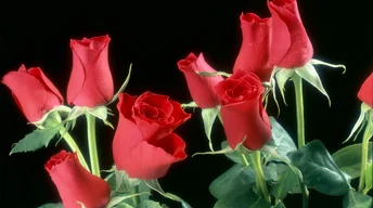red roses flowers widescreen wallpapers