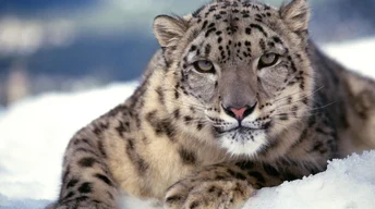 scary snow leopard widescreen wallpapers