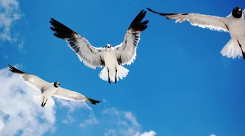 seagulls attack widescreen wallpapers