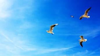 seagulls in flight widescreen wallpapers