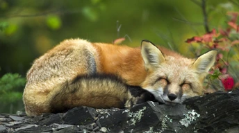 sleeping red fox widescreen wallpapers