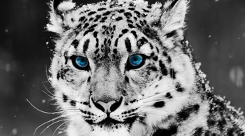 snow blue eye leopard widescreen wallpapers