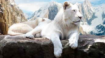 snow lion widescreen wallpapers