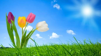 spring nature widescreen wallpapers