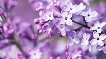 spring purple flowers widescreen wallpapers