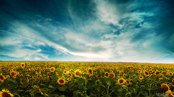 sunflowers lscape widescreen wallpapers