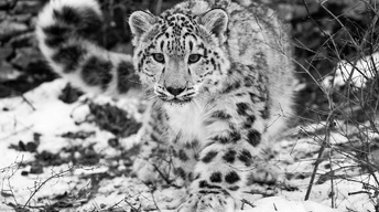 the snow leopard widescreen wallpapers