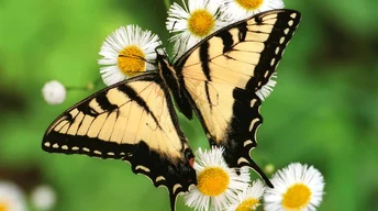 tiger swallowtail butterfly widescreen wallpapers