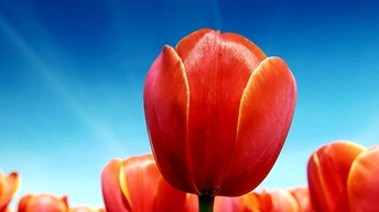 tulips widescreen wallpapers