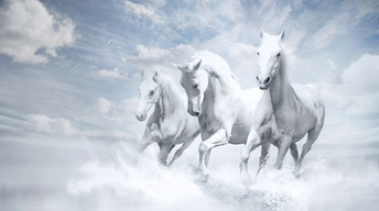 white horses widescreen wallpapers