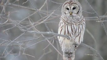 white owl tree widescreen wallpapers