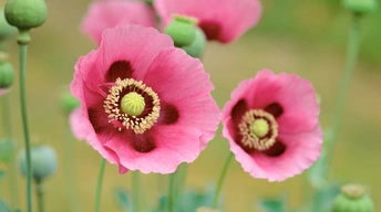 poppies flowers other