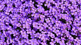 purle aubrieta flowers 5k other