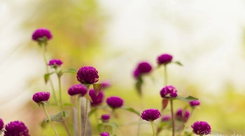 purple garden flowers widescreen wallpapers