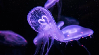 purple jellyfish underwater 4k other