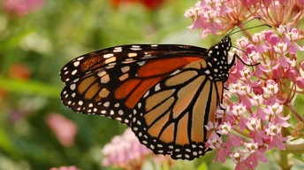 tterfly monarch butterfly image download