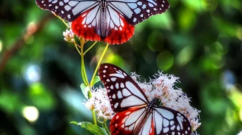 tterfly butterfly desktop wallpaper free download