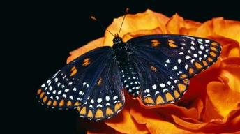 tterfly beautiful butterfly wallpaper download
