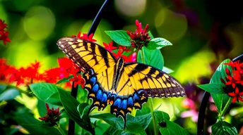 tterfly beautiful butterfly hd wallpaper download