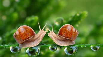 snail 5k 4k wallpaper water drops green nature insects close