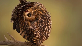 national geographic 4k hd wallpaper owl funny