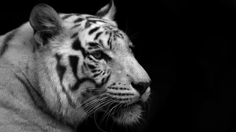 ger white tiger face image free download