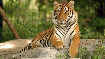ger tiger picture download free