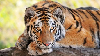 ger tiger image download