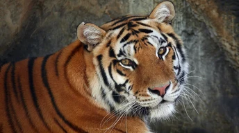 ger high resolution tiger photo