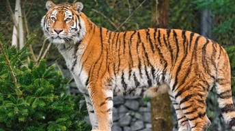 ger high resolution tiger image