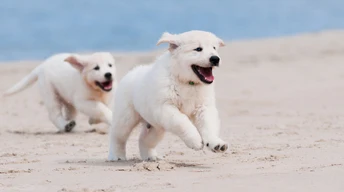 g puppy dogs running picture