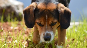 g puppy beagle dog face image