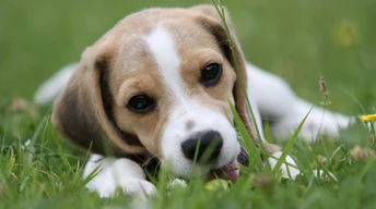 g cute puppy dog wallpapers image