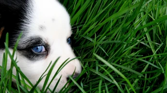 g cute puppy dog wallpaper image