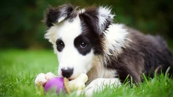 g cute puppy dog image