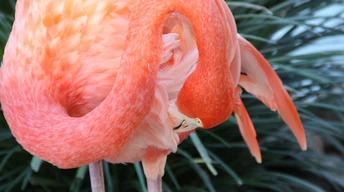 flamingo hd 4k wallpaper sun diego zoo bird red plumage tourism pond