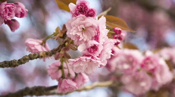 erry blossom pink cherry blossoms wallpaper download