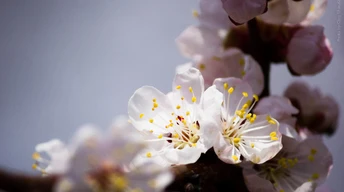 erry blossom cherry blossom wallpaper free download