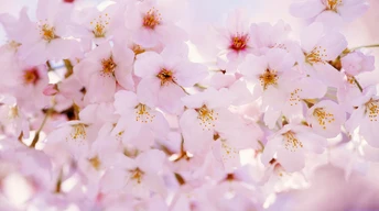 erry blossom cherry blossom image download