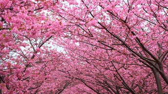 erry blossom cherry blossom tree wallpaper free download