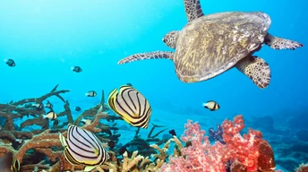 al high resolution coral reef picture with turtle