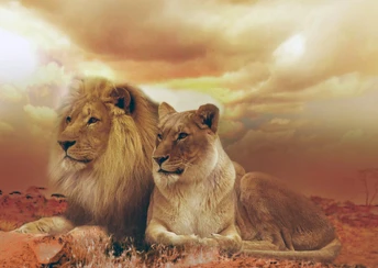 female male lions wallpaper