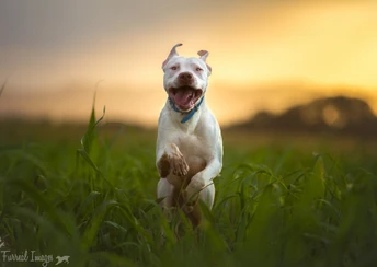 pitbull dog breed running wallpaper