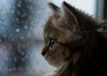 cat looking through the window img wallpaper