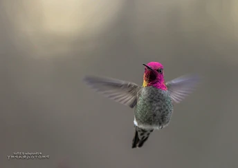 hummingbird desktop wallpaper