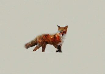 fox artist image wallpaper